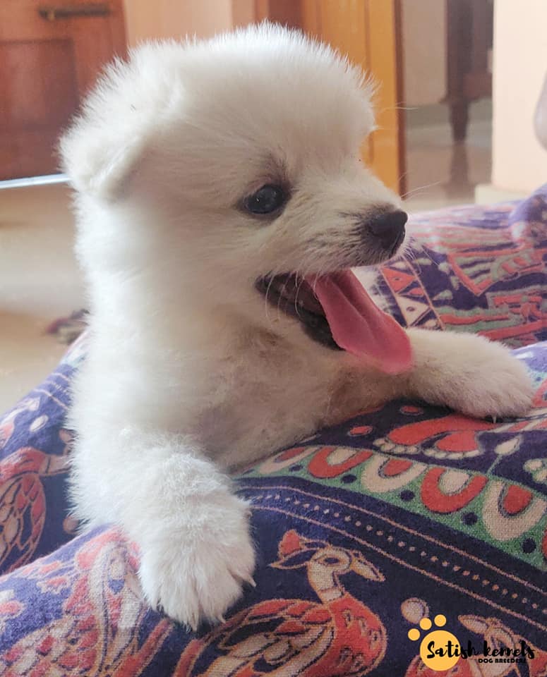 Miniature Pomeranian male stud puppy